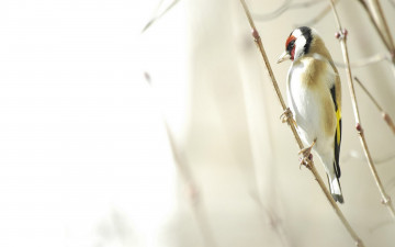 Картинка животные дятлы