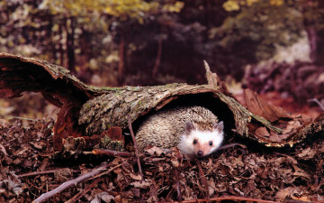 Картинка животные ежи