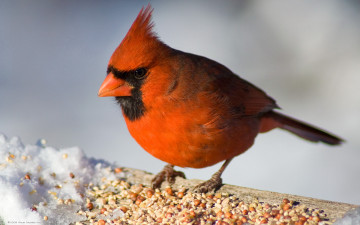 Картинка животные кардиналы