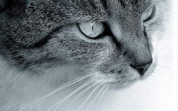 Картинка животные коты