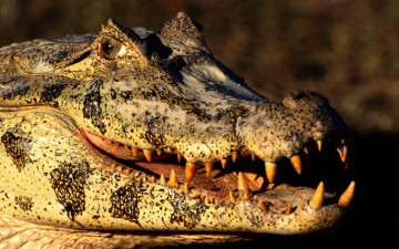 Картинка животные крокодилы