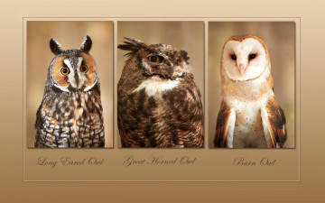 Картинка животные совы