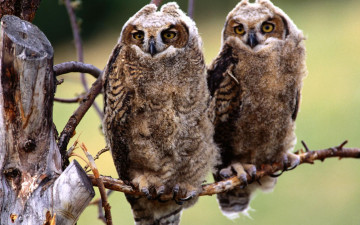 Картинка животные совы