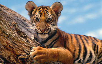 Картинка животные тигры