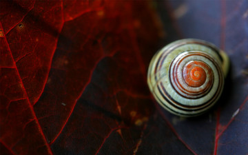 Картинка животные улитки