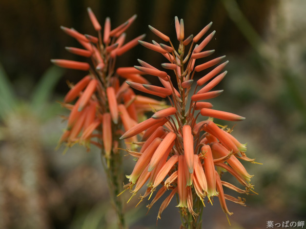 Обои картинки фото цветы