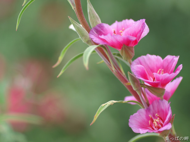 Обои картинки фото цветы, годеция