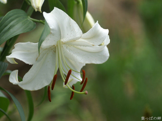 Обои картинки фото цветы, лилии, лилейники