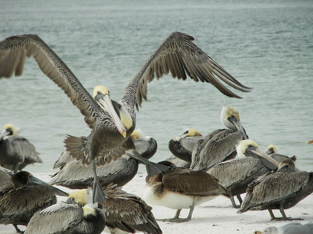 Обои картинки фото животные, пеликаны