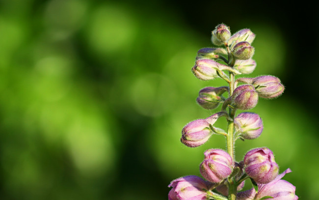 Обои картинки фото цветы