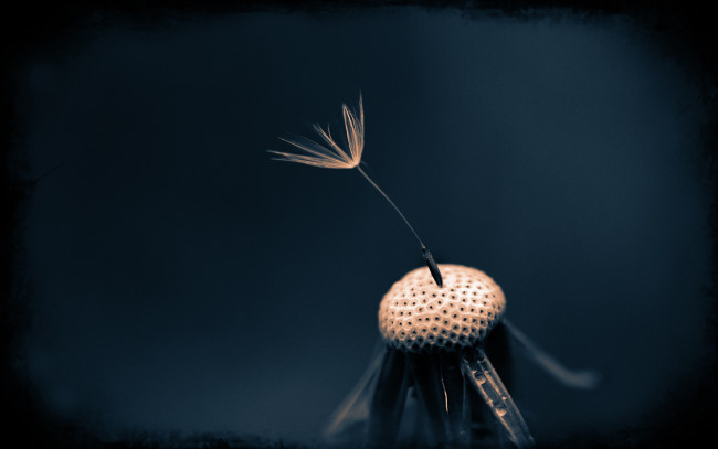 Обои картинки фото цветы, одуванчики