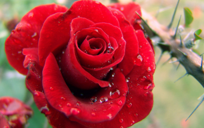 Обои картинки фото цветы, розы