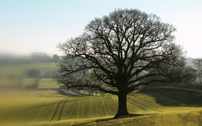 Обои картинки фото природа