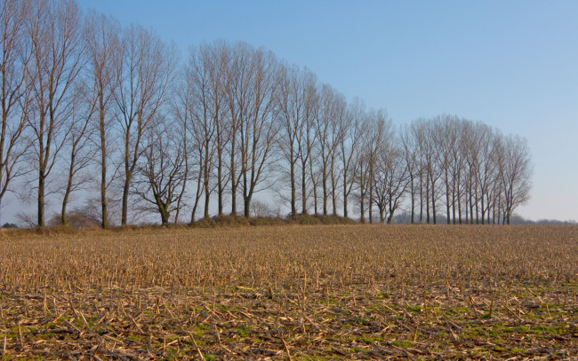 Обои картинки фото природа