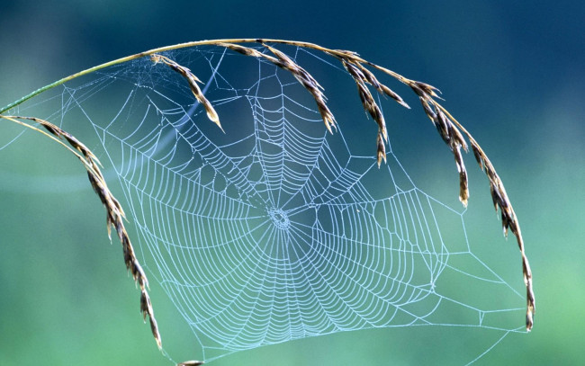 Обои картинки фото природа, макро