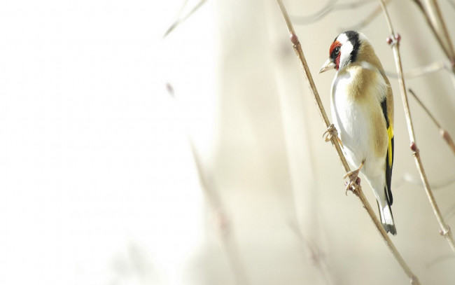 Обои картинки фото животные, дятлы