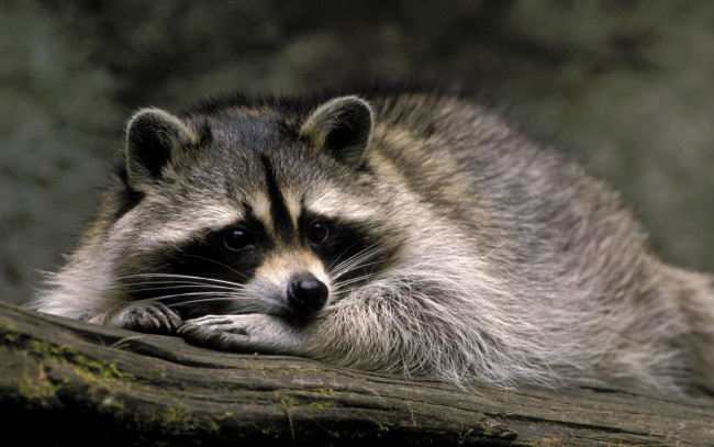 Обои картинки фото животные, еноты