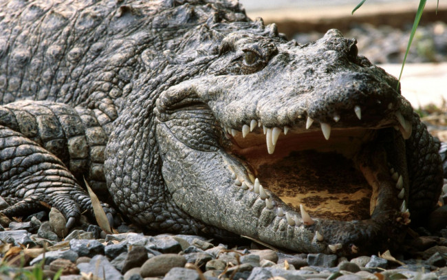 Обои картинки фото животные, крокодилы