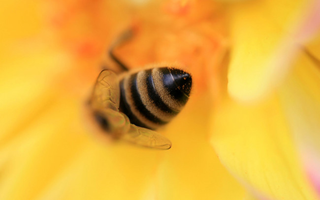 Обои картинки фото животные, пчелы, осы, шмели