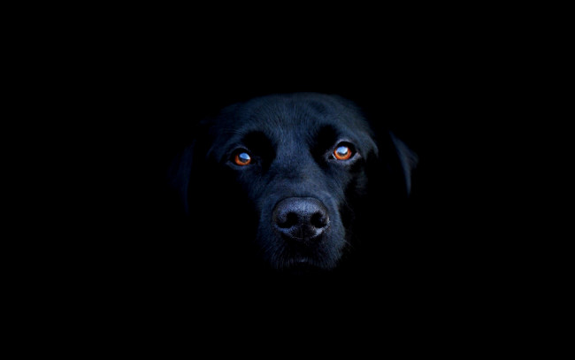 Обои картинки фото животные, собаки