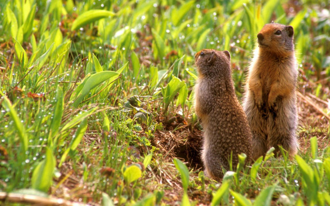 Обои картинки фото животные, суслики, сурки