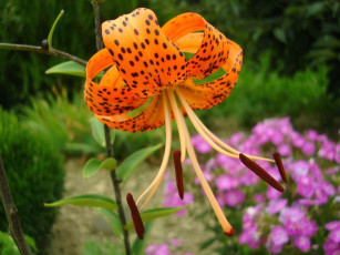 Картинка цветы лилии лилейники