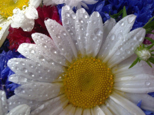 Картинка цветы ромашки