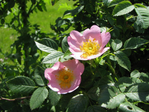 Картинка цветы шиповник