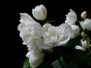 Картинка цветы жасмин