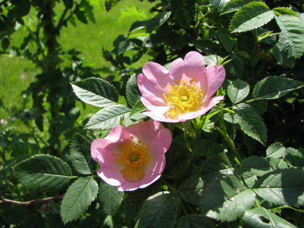 Обои картинки фото цветы, шиповник