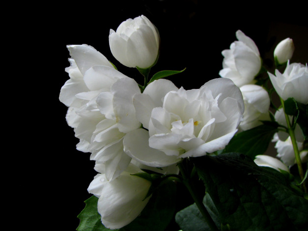 Обои картинки фото цветы, жасмин