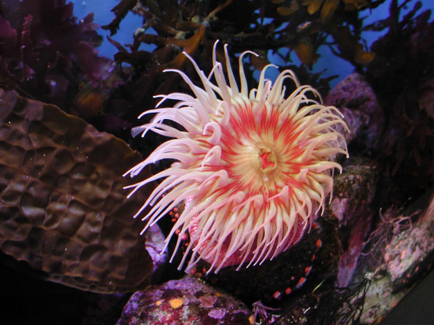 Обои картинки фото животные, морская, фауна