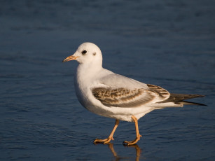 Картинка животные Чайки бакланы крачки
