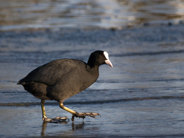 Обои картинки фото животные, птицы