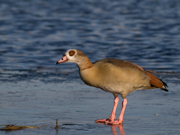 Обои картинки фото животные, птицы