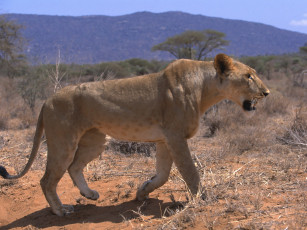 Картинка животные львы лев львица