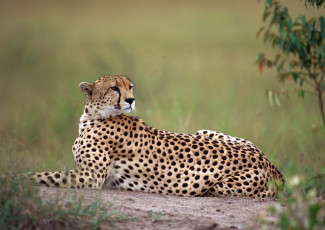 Картинка животные гепарды гепард