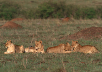 Картинка животные львы прайд львица лев