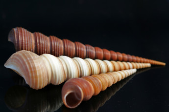 Картинка разное ракушки кораллы декоративные spa камни спираль длинные