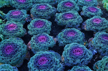 Картинка цветы декоративная капуста синий лиловый много