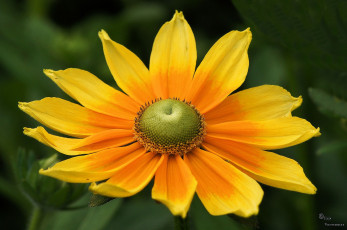 Картинка цветы рудбекия лепестки