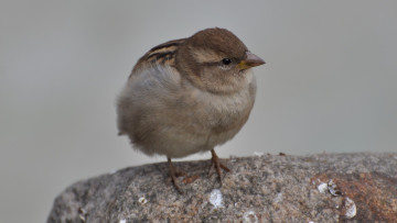 Картинка животные воробьи воробей