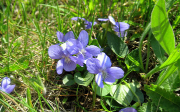 Картинка цветы фиалки голубой