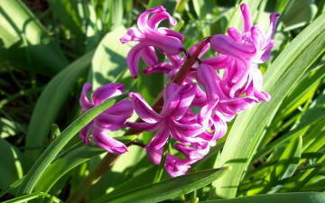 Картинка цветы гиацинты розовый