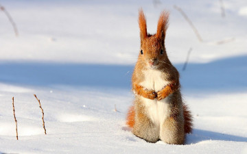 Картинка животные белки белка снег зима