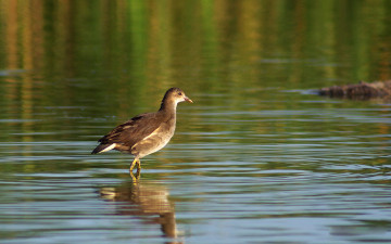 Картинка животные птицы птица вода