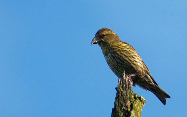 Обои картинки фото клёст, обыкновенный, животные, птицы, клюв