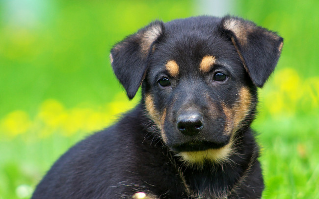 Обои картинки фото животные, собаки, взгляд