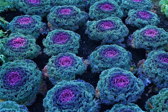 Обои картинки фото цветы, декоративная, капуста, синий, лиловый, много
