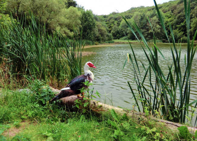 Обои картинки фото животные, утки, река, камыши, птица